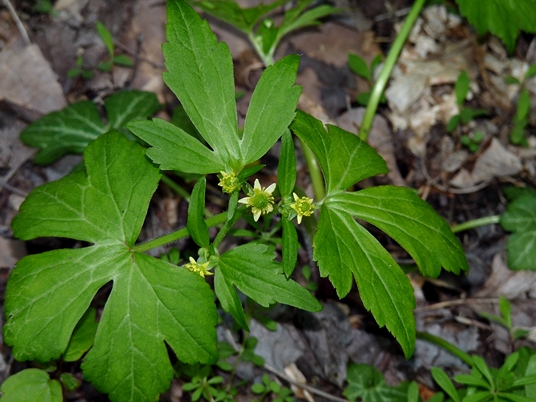 {Ranunculus recurvatus}